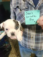 Oreo's golden brindle boy #3, a male Boston Terrier for sale in Peotone, IL – 3 of 6
