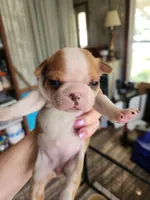 Wanda's splash fawn girl , a female Boston Terrier for sale in Peotone, IL – 8 of 8