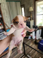 Wanda's splash fawn girl , a female Boston Terrier for sale in Peotone, IL – 3 of 8