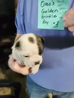 Oreo's golden brindle boy #3, a male Boston Terrier for sale in Peotone, IL – 4 of 7