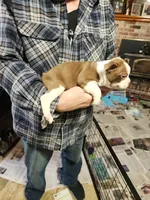 Sprinkles red girl, a female Boston Terrier for sale in Peotone, IL – 6 of 6