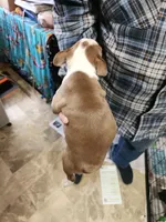 Sprinkles red girl, a female Boston Terrier for sale in Peotone, IL – 4 of 6