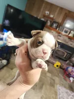 Sprinkles red girl, a female Boston Terrier for sale in Peotone, IL – 4 of 7