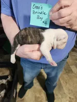 Oreo's brindle boy #4, a male Boston Terrier for sale in Peotone, IL – 3 of 5
