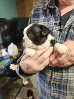Smidge's black boy, a male Boston Terrier for sale in Peotone, IL – 3 of 8