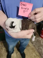 Oreo's brindle girl, a female Boston Terrier for sale in Peotone, IL – 8 of 10