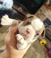 Sprinkles red girl, a female Boston Terrier for sale in Peotone, IL – 3 of 7