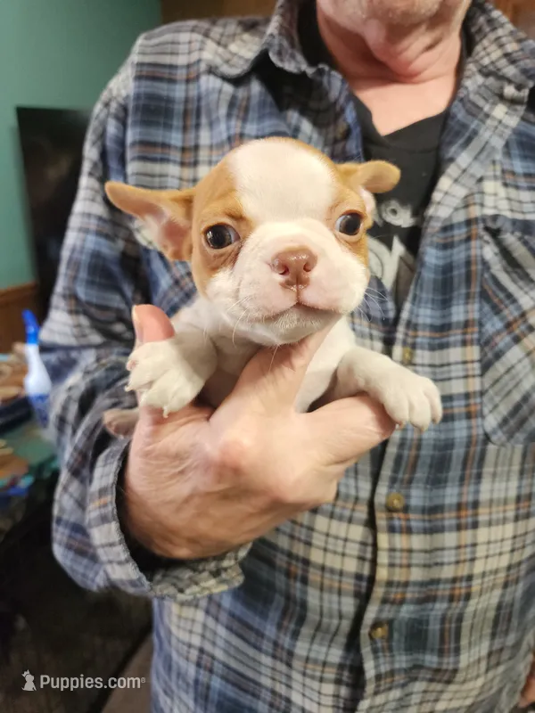 Wanda's fawn girl – Boston Terrier puppy for sale in Peotone, IL