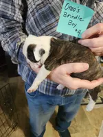 Oreo's golden brindle boy #3, a male Boston Terrier for sale in Peotone, IL – 5 of 6