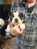 Smidge's black boy, a male Boston Terrier for sale in Peotone, IL – 5 of 8