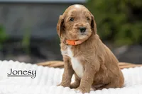 Jonesy, a male Irish Doodle for sale in Wellsboro, PA – 1 of 4