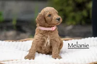 Melanie, a female Irish Doodle for sale in Wellsboro, PA – 2 of 6