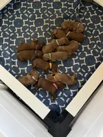 Kane, a male Irish Doodle for sale in Wellsboro, PA – 4 of 6