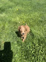 Kane, a male Irish Doodle for sale in Wellsboro, PA – 2 of 6