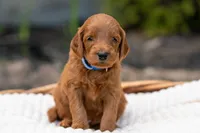 Jenkins, a male Irish Doodle for sale in Wellsboro, PA – 2 of 5