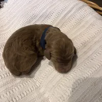 Kane, a male Irish Doodle for sale in Wellsboro, PA – 5 of 6
