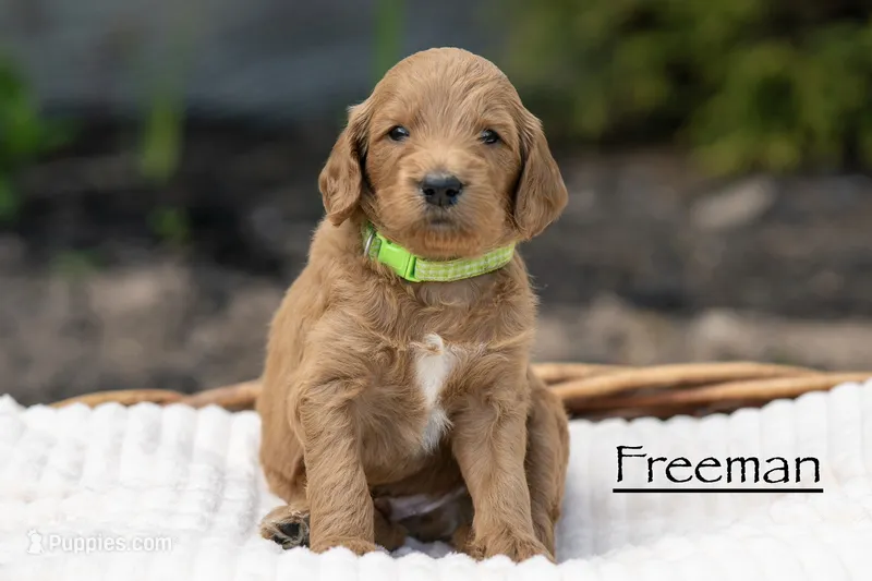 Freeman – Irish Doodle puppy for sale in Wellsboro, PA