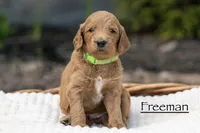Freeman, a male Irish Doodle for sale in Wellsboro, PA – 1 of 4