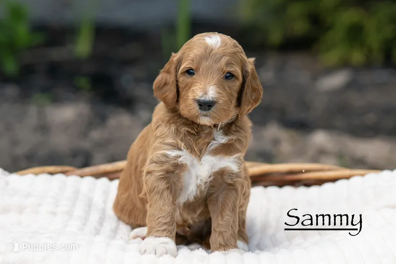 Sammy – Irish Doodle puppy for sale in Wellsboro, PA