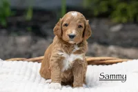 Sammy, a male Irish Doodle for sale in Wellsboro, PA – 1 of 5