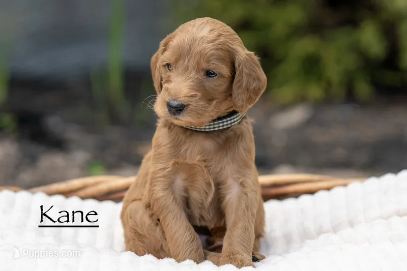 Kane – Irish Doodle puppy for sale in Wellsboro, PA