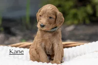 Kane, a male Irish Doodle for sale in Wellsboro, PA – 1 of 6