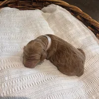 Melanie, a female Irish Doodle for sale in Wellsboro, PA – 4 of 6