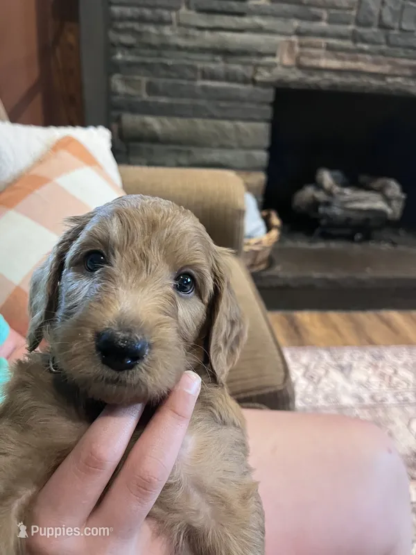 Kane – Irish Doodle puppy for sale in Wellsboro, PA