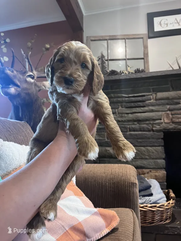 Jonesy – Irish Doodle puppy for sale in Wellsboro, PA
