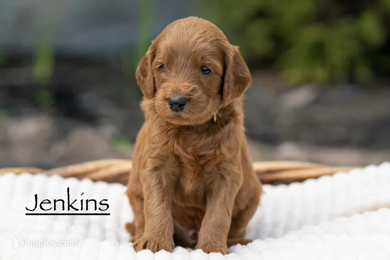 Jenkins – Irish Doodle puppy for sale in Wellsboro, PA