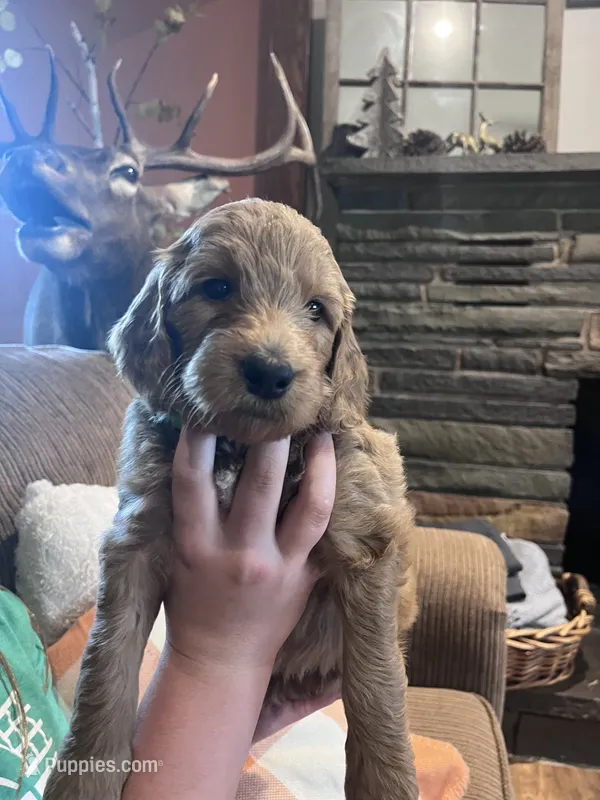 Freeman – Irish Doodle puppy for sale in Wellsboro, PA