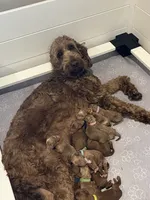 Kane, a male Irish Doodle for sale in Wellsboro, PA – 6 of 6