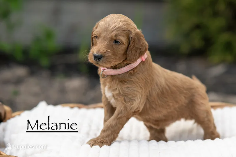 Melanie – Irish Doodle puppy for sale in Wellsboro, PA