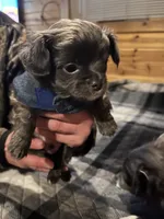 Zues, a male Chihuahua for sale in Gallatin Gateway, MT – Photo 3 of 5