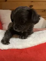 Zues, a male Chihuahua for sale in Gallatin Gateway, MT – Photo 2 of 5