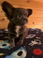Zues, a male Chihuahua for sale in Gallatin Gateway, MT – Photo 1 of 5