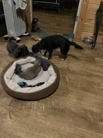 Zues, a male Chihuahua for sale in Gallatin Gateway, MT – Photo 5 of 5