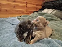 Zues, a male Chihuahua for sale in Gallatin Gateway, MT – Photo 4 of 5