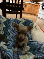 Hermes, a male Chihuahua for sale in Gallatin Gateway, MT – Photo 2 of 4