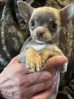 Hermes, a male Chihuahua for sale in Gallatin Gateway, MT – Photo 4 of 4