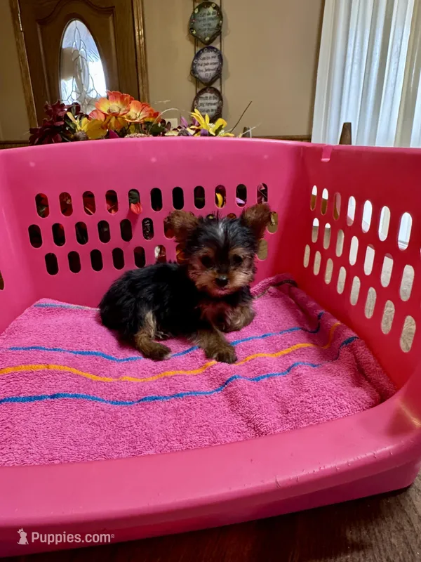 Dolly, a female Yorkshire Terrier for sale in Pulaski, MS – Photo 1 of 1