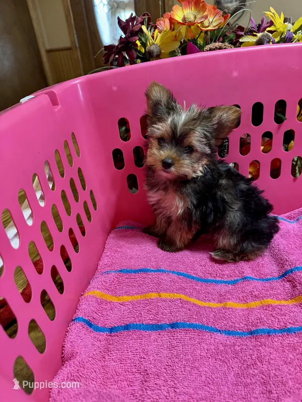 Millie, a female Yorkshire Terrier for sale in Pulaski, MS – Photo 1 of 1