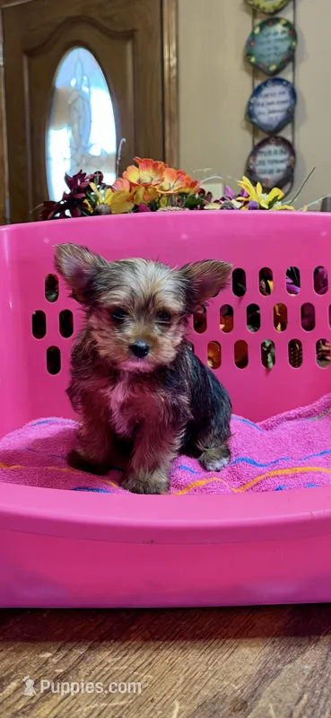 Gracie, a female Yorkshire Terrier for sale in Pulaski, MS – Photo 1 of 1