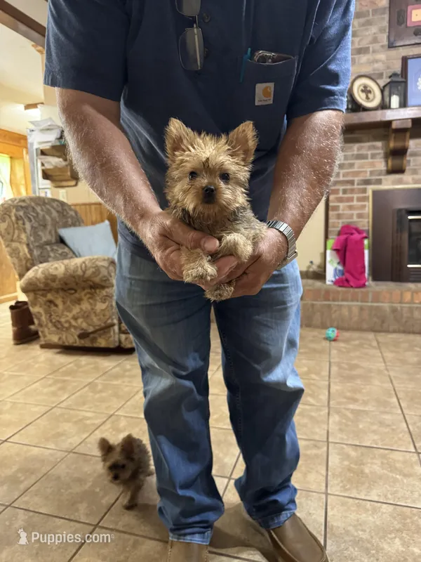Toby, a male Yorkshire Terrier for sale in Pulaski, MS – Photo 1 of 2