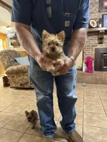 Toby, a male Yorkshire Terrier for sale in Pulaski, MS – Photo 1 of 2