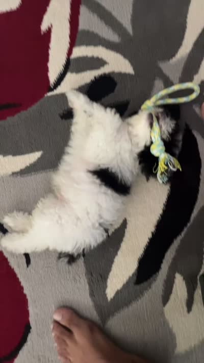 Gizzmo, a male Poodle - Toy  for sale in Kissimmee, FL – 4 of 5