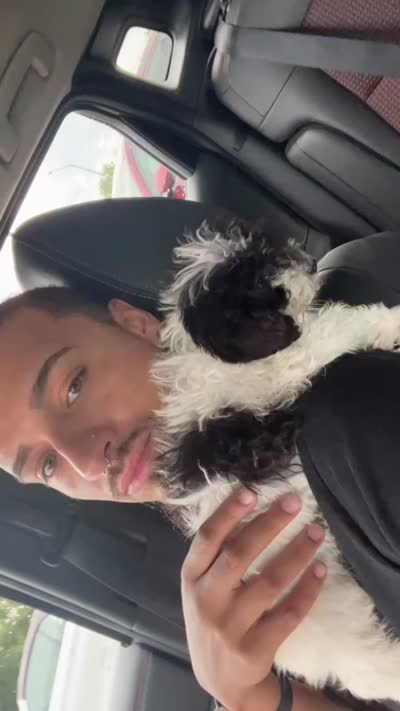 Gizzmo, a male Poodle - Toy  for sale in Kissimmee, FL – 3 of 5