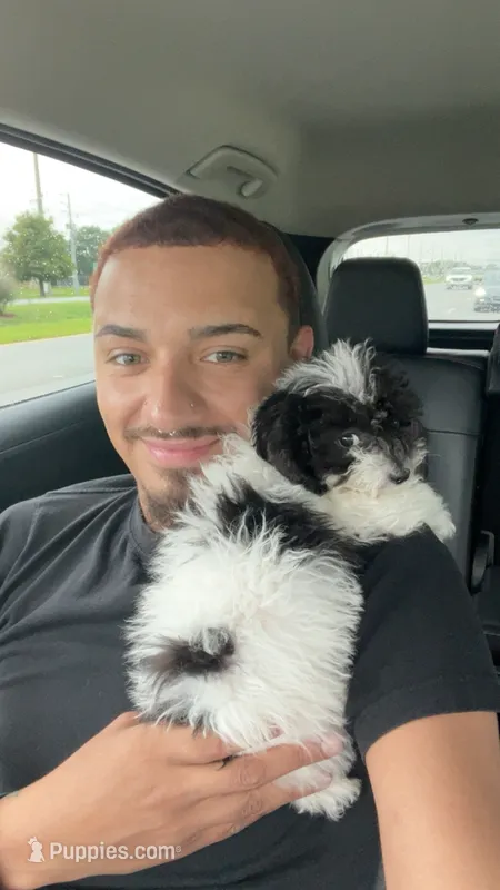 Gizzmo – Poodle - Toy  puppy for sale in Kissimmee, FL