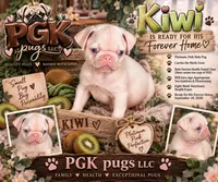 Kiwi, a male Pug for sale in Sequim, WA – 2 of 3