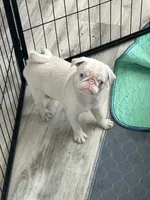 Strawberry, a female Pug for sale in Sequim, WA – 4 of 4
